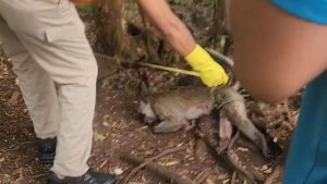 Balita Di Pamekasan Tewas Diserang Monyet Lepas Pelaku Dibunuh Pemilik