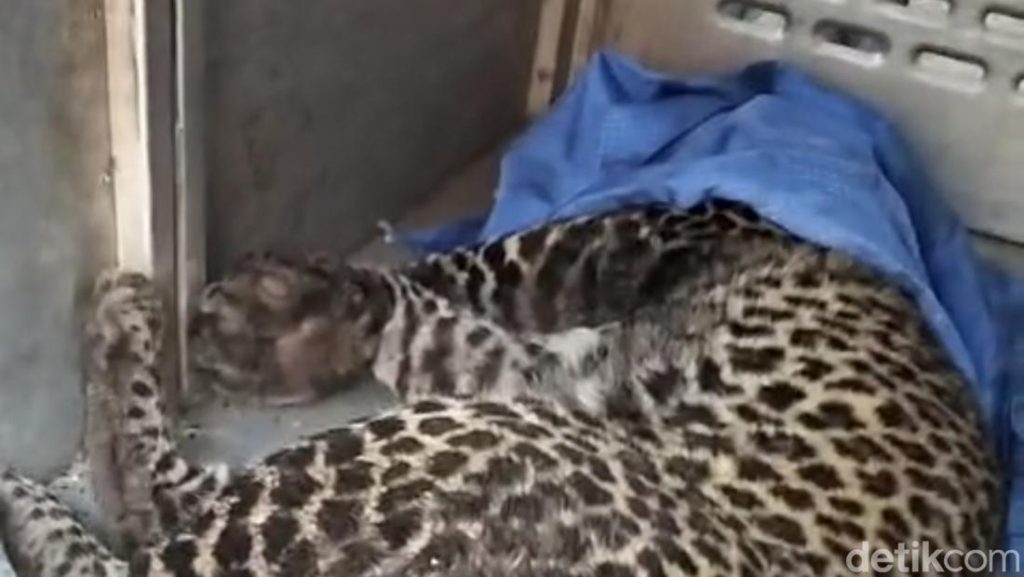 Macan Tutul Terjerat Jebakan Babi Dekat Permukiman Warga Bogor Dievakuasi