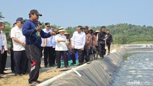 Titiek Soeharto Tinjau Panen Udang Nusakambangan Napi Pekerja Dapat Premi Rp 25 Ribu